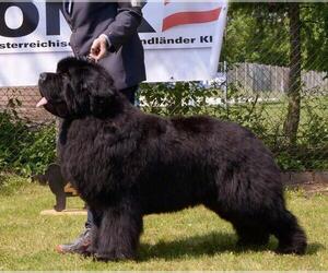 Father of the Newfoundland puppies born on 05/11/2022