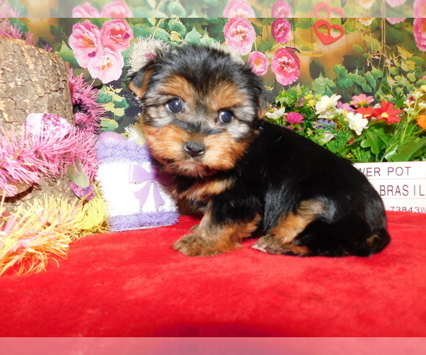 Medium Photo #1 Yorkshire Terrier Puppy For Sale in HAMMOND, IN, USA