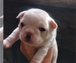 Small Photo #4 Frenchie Pug Puppy For Sale in NEW WAVERLY, TX, USA