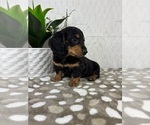 Small #4 Dachshund