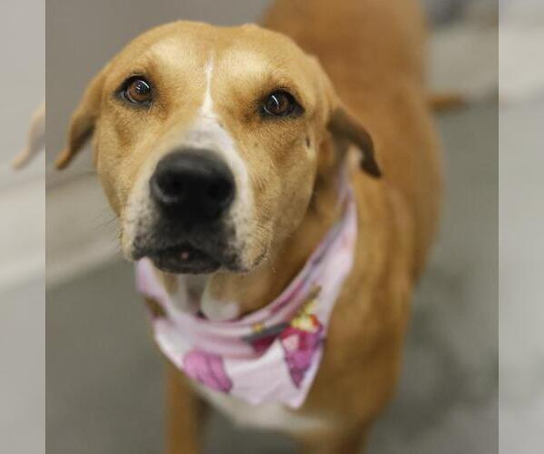 Medium Photo #1 Mutt Puppy For Sale in San Antonio, TX, USA