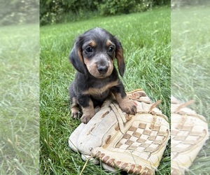 Dachshund Puppy for Sale in MIDDLEBURY, Indiana USA