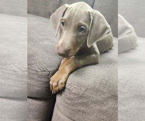 Doberman Pinscher Puppy for Sale in BUFFALO, New York USA