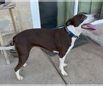 Small #2 German Shorthaired Pointer Mix