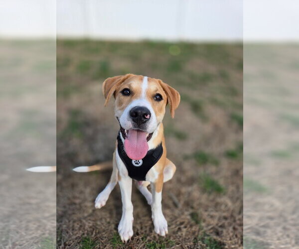 Medium Photo #1 Mutt Puppy For Sale in Morganville, NJ, USA