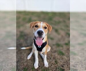 Mutt Dogs for adoption in Morganville, NJ, USA