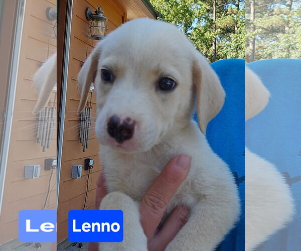 Medium Photo #3 Labrador Retriever-Unknown Mix Puppy For Sale in Alexander, AR, USA