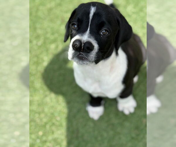 Medium Photo #2 Boxador Puppy For Sale in Costa Mesa , CA, USA