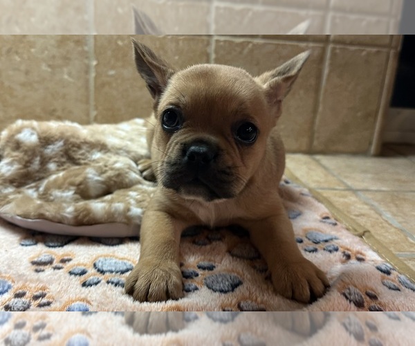 Medium Photo #10 American Bullnese-French Bulldog Mix Puppy For Sale in DISCOVERY BAY, CA, USA