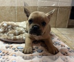 Puppy Ben American Bullnese-French Bulldog Mix