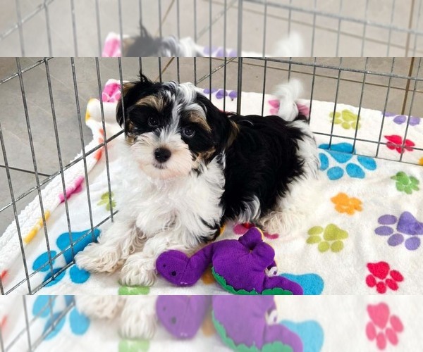 Medium Photo #5 Havashire Puppy For Sale in ORO VALLEY, AZ, USA
