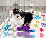 Bruno - Male Havashire Puppy for Sale - Photo #5