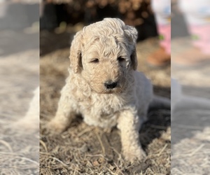 Goldendoodle Puppy for sale in MARYVILLE, MO, USA