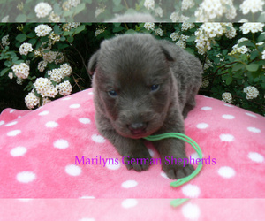 German Shepherd Dog Puppy for sale in PIEDMONT, MO, USA