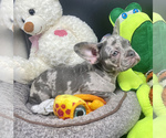 Small Photo #1 French Bulldog Puppy For Sale in BELLVILLE, TX, USA