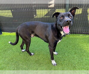 Mutt Dogs for adoption in Orange, CA, USA
