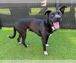 DOODLES - Male Mutt Dog for Adoption - Small photo