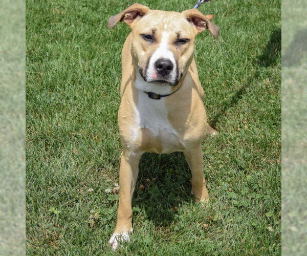Medium Photo #4 American Staffordshire Terrier-Boxer Mix Puppy For Sale in Huntley, IL, USA