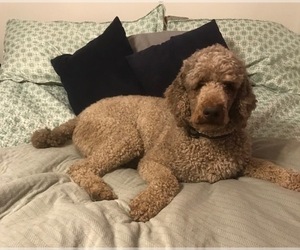 Mother of the Irish Doodle puppies born on 09/13/2019