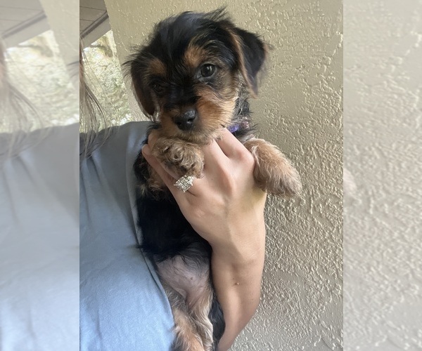 Medium Photo #1 Yorkshire Terrier Puppy For Sale in LABELLE, FL, USA