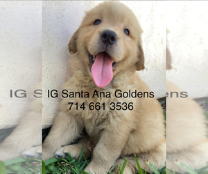 Golden Retriever Puppy for sale in SANTA ANA, CA, USA