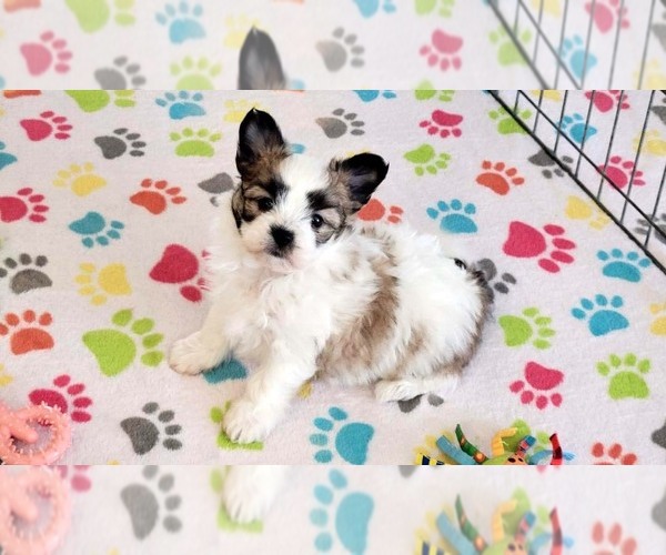 Medium Photo #2 Papitese Puppy For Sale in ORO VALLEY, AZ, USA