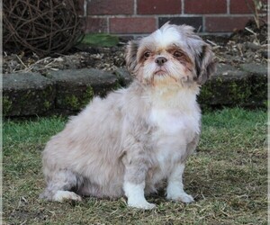Mother of the Shih Tzu puppies born on 01/29/2022