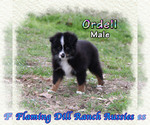 Puppy Ordell Miniature Australian Shepherd