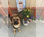 Small Chow Chow-German Shepherd Dog Mix