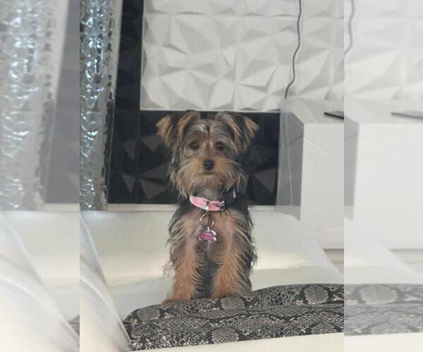 Medium Photo #2 Yorkshire Terrier Puppy For Sale in CAPE CORAL, FL, USA