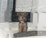 Small Photo #2 Yorkshire Terrier Puppy For Sale in CAPE CORAL, FL, USA