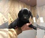 Small Photo #2 Labrador Retriever Puppy For Sale in GRANGER, IA, USA