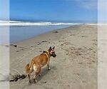 Small #3 German Shepherd Dog