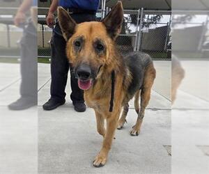 German Shepherd Dog-Unknown Mix Dogs for adoption in Downey, CA, USA