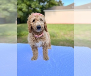 Goldendoodle Puppy for sale in APOPKA, FL, USA