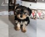 Puppy Puppy 1 Yorkshire Terrier