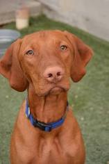 Vizsla Puppy for sale in EAGLE, ID, USA