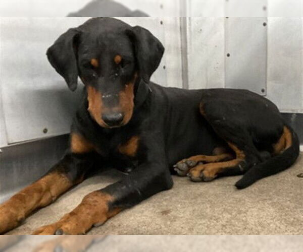 Medium Photo #1 Doberman Pinscher Puppy For Sale in San Bernardino, CA, USA