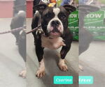 Small #1 Affenpinscher-American Pit Bull Terrier Mix
