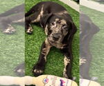 Small Catahoula Leopard Dog Mix