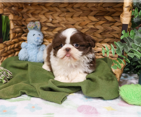 Medium Photo #1 Shih Tzu Puppy For Sale in SYRACUSE, IN, USA