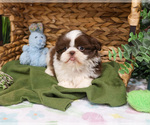 Small Shih Tzu