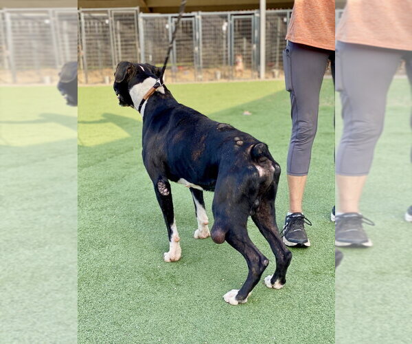 Medium Photo #3 Boxer Puppy For Sale in Austin, TX, USA