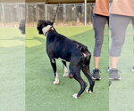 Small Photo #3 Boxer Puppy For Sale in Austin, TX, USA