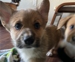 Small Photo #12 Pembroke Welsh Corgi Puppy For Sale in BRYAN, TX, USA