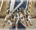 Small Photo #1 Unknown-Whippet Mix Puppy For Sale in EUREKA, SC, USA