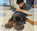 Small Photo #21 Doberman Pinscher Puppy For Sale in FORT LAUDERDALE, FL, USA