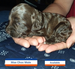 Cock-A-Poo Puppy for sale in CLEVELAND, ND, USA