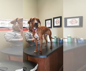 Unknown-Vizsla Mix Dogs for adoption in Scottsboro, AL, USA