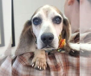 Beagle Dogs for adoption in New York, NY, USA